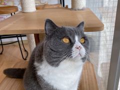 -是阿柴呀！柴犬咖啡·爱喵喵猫咖
