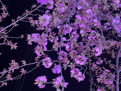-西北湖绿化广场