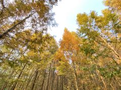 -桤木河湿地公园