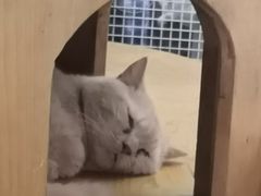 -猫小院猫主题咖啡厅(北锣店)