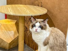 -楼上猫咖(罗湖店)