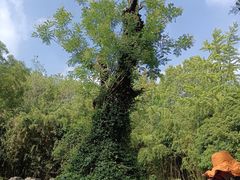 -习家池