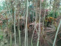 -上海鲜花港