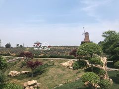 -大塘金香草谷