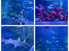 -太平洋海底世界