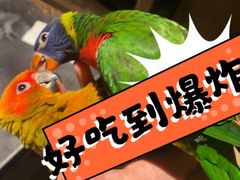 -吉丁鸟咖·异宠·寄养