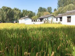 -溱湖国家湿地公园