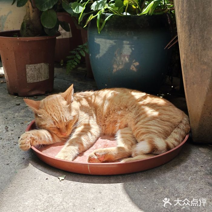 菜忠潮州牛肉店(岗厦店)图片