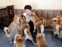 -柴源莊·柴小宠柴犬咖啡