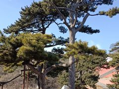-阳台山森林公园