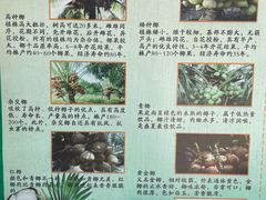-万兴启丰椰子文化园餐厅