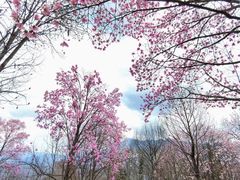 -九皇山景区