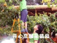 汉石桥湿地公园开心庄园采摘园采摘图片-开心庄园