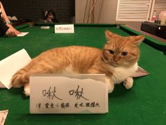 -AOE 火焰 剧本密室狼人杀