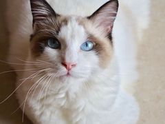 -Bastet sally猫舍购宠(静安店)
