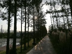 -上海长兴岛郊野公园