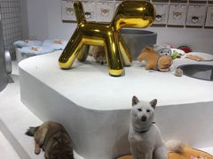 -柴务处·柴犬主题狗咖