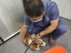 -伟伟宠物医院·CT影像中心·瑞派犬猫综合性门诊(汉口总院)