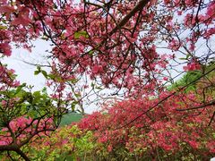-木兰云雾山