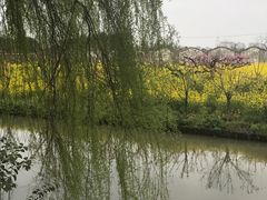-南汇桃花村