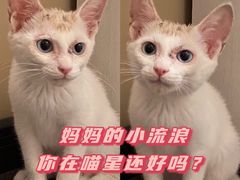 -谐和贝康宠物医院24小时·宠保定点(急重症转诊中心)