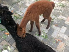 -长白岛森林公园