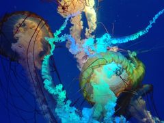 -海合安成都极地海洋公园