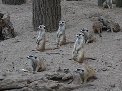 -北京野生动物园