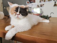 -平行世界·猫咖(首经贸店)