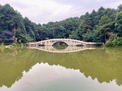 -铁山坪森林公园