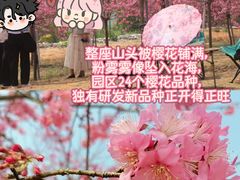 -天适樱花悠乐园