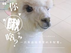 -怪兽屋·羊驼·猫咖·狗咖(俊华广场店)