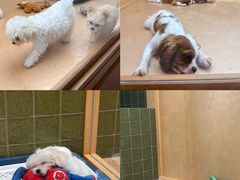 -帕帕拉兹宠物(亚洲旗舰店)