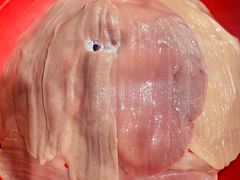 -铜元老码头鳝鱼火锅