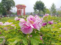 -曹州牡丹园