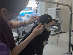 -北京观赏动物医院·24小时大型综合·猫专科·异宠专科