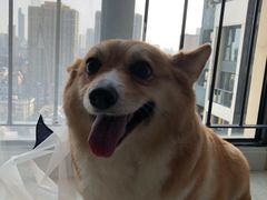 -伟伟宠物医院·CT影像中心·瑞派犬猫综合性门诊(汉口总院)