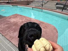 -帕帕拉兹宠物(亚洲旗舰店)