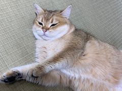 -逗柴咖啡屋·狗咖猫咖宠物桌游