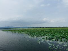 -微山湖红荷湿地景区