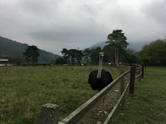-瑞穗牧场