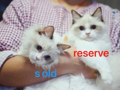 -Bastet sally猫舍购宠(静安店)