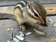 -五营红松林海景区