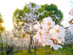 -顾村公园