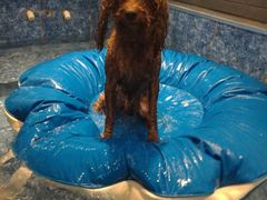 -Oh My Dog宠物沙龙(伊珊娜皮毛护理店)