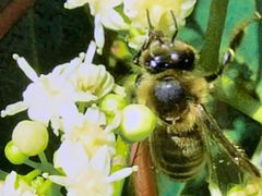 -韩国多愿护肝宝(韓國護肝寶)