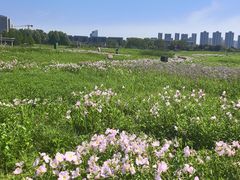 -洋湖国家湿地公园