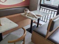 -喵园·猫主题咖啡厅·撸猫·猫咖(国贸店)