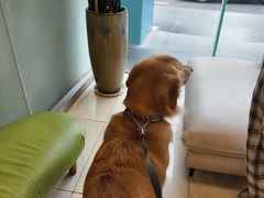 -瑞派申生动物医院·24H夜诊·国际动物医疗中心·骨外科(吴中路店)