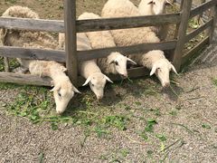 -前小桔亲子创意农场·草莓采摘·露营烧烤